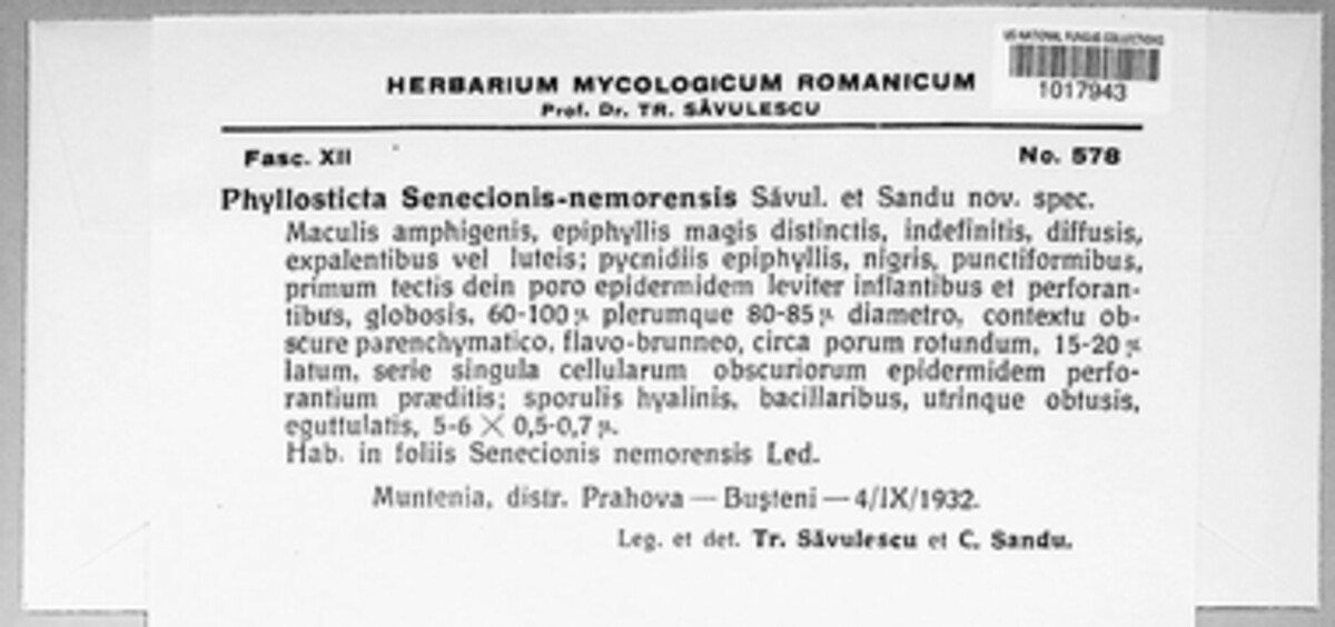 Phyllosticta senecionis-nemorensis image